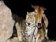 Cow and leopard friendship story, Assam, Gujarat to different parts of India